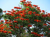 Тюльпановая дерево