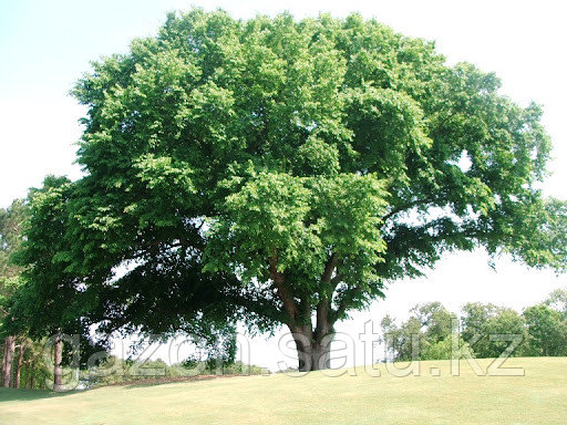 Транс қара ағаш