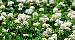 Сидерат Клевер белый 0,5 кг Здоровый сад, фото 2