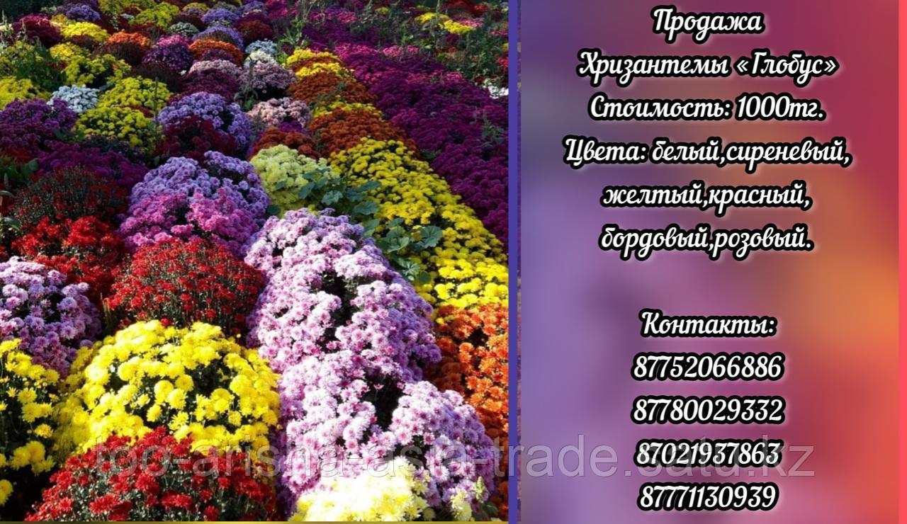 Саженцы хризантем "Глобус".