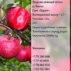 Саженцы яблони "Цирцея" красная мякоть Крым