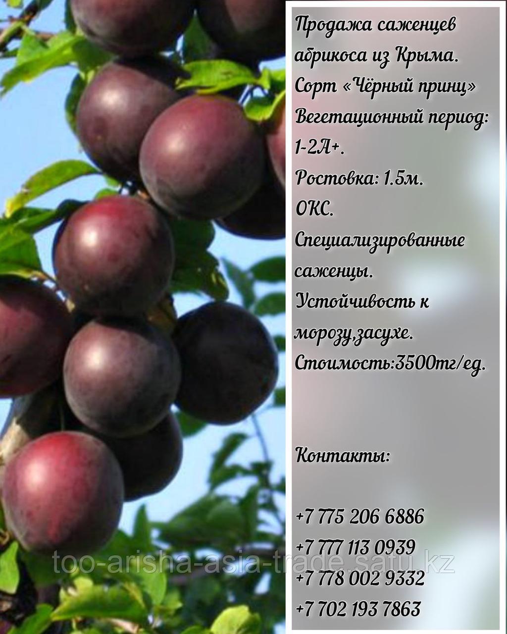 Саженцы абрикоса "Черный принц" Крым - фото 1 - id-p94073103