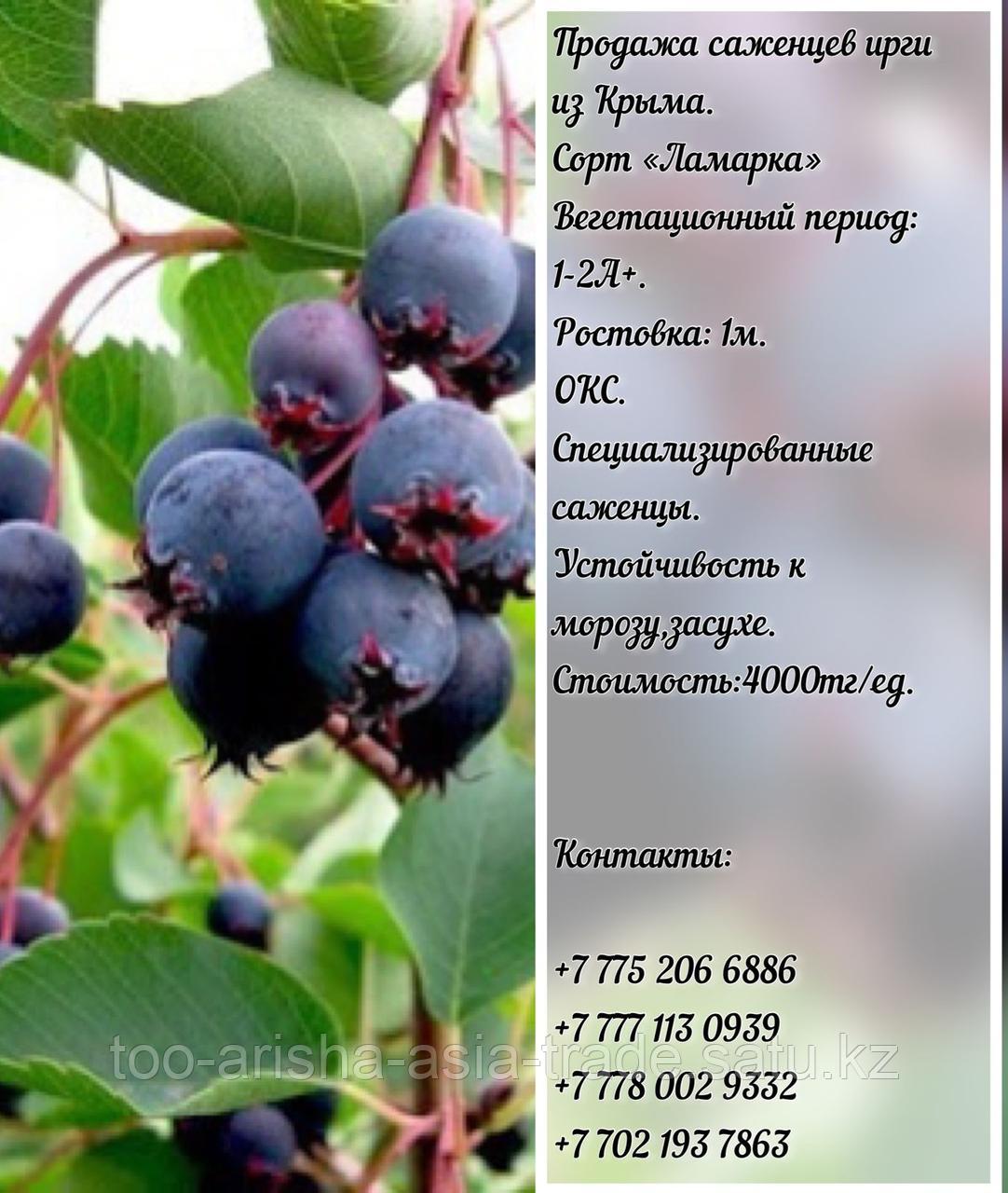 Саженец ирга "Ламарка" Крым