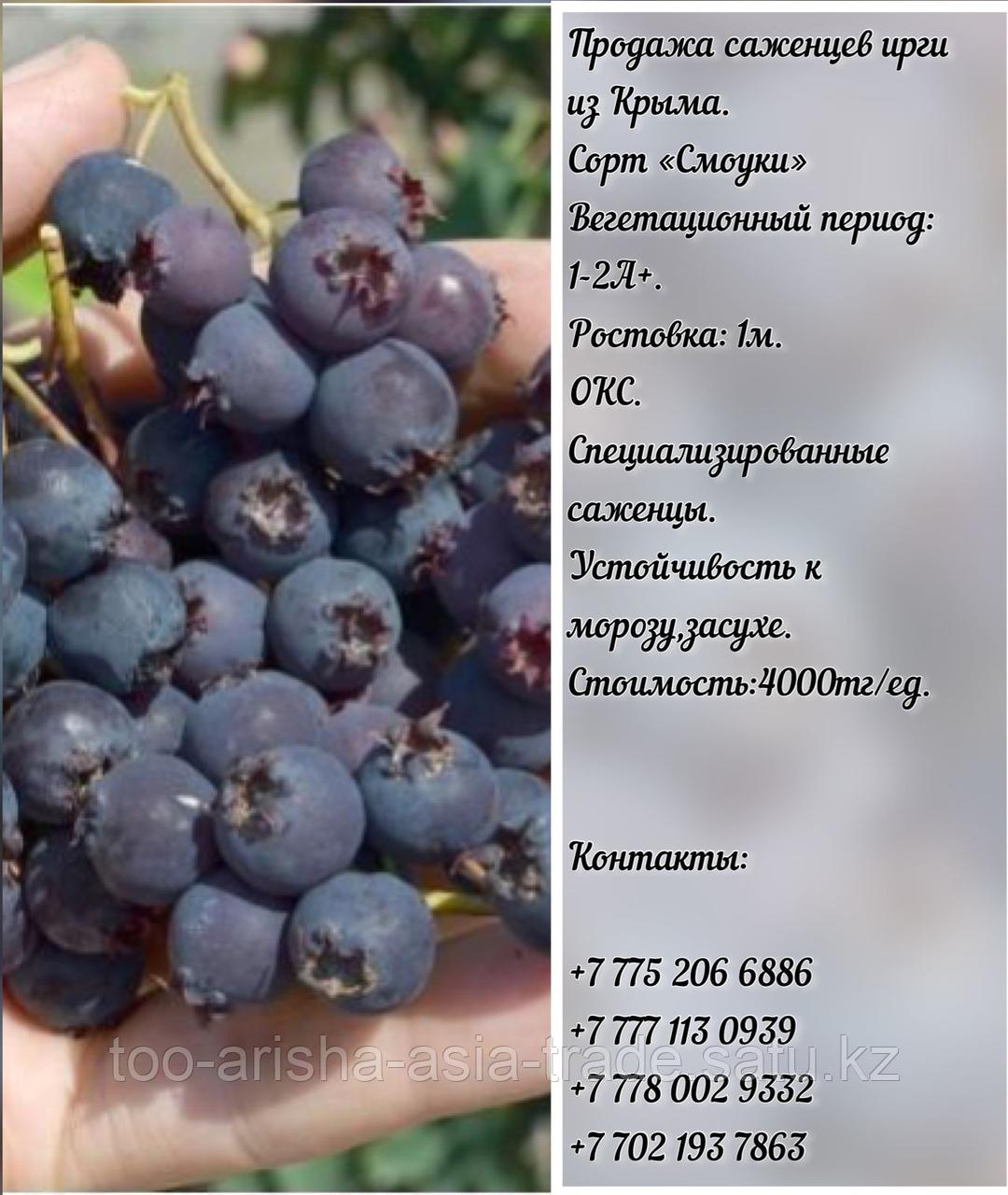 Саженец ирга "Смоуки" Крым