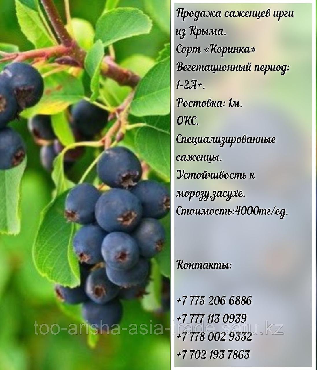 Саженец ирга "Коринка" Крым