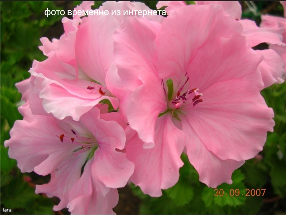 Pink Micado / укор.черенок