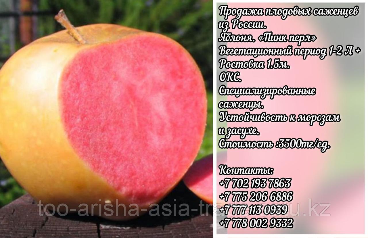 Саженцы яблони "Пинк Перл" Крым