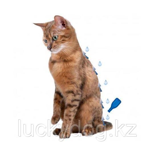 BEAPHAR IMMO Shield Line-on Капли от блох и клещей для кошек, 3 пипетки - фото 4 - id-p4397700
