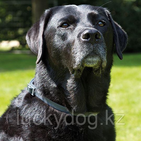Beaphar 85 см на 6 мес. черный Ошейник инсектоакарицидный для собак крупных пород - фото 3 - id-p4369174