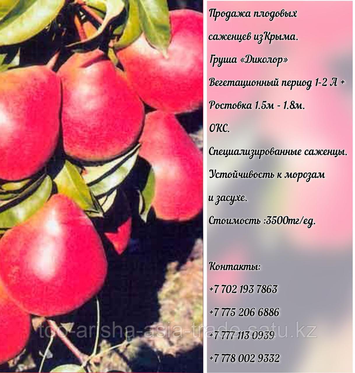 Саженец груши "Диколор" Крым