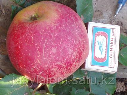 Ван Хелсинг бейнеленген 3D порно