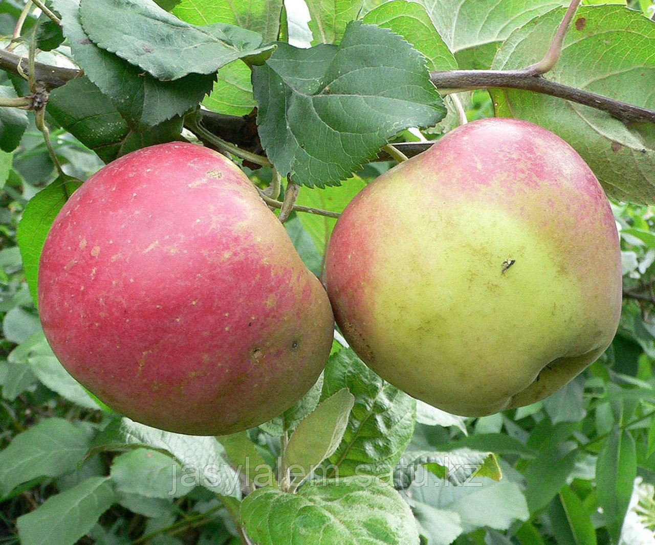 Гомосексуал емес еркектердегі анальды мастурбация