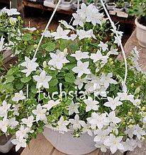 Isophila Atlanta White / подрощенное растение