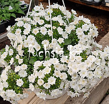 Isophila Dublin White/ подрощенное растение