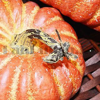 Лайло мен стеч секс туралы бейне