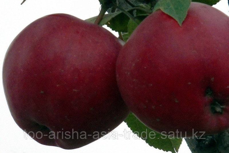 Саженец яблони "Кибо" Россия - фото 1 - id-p94489912