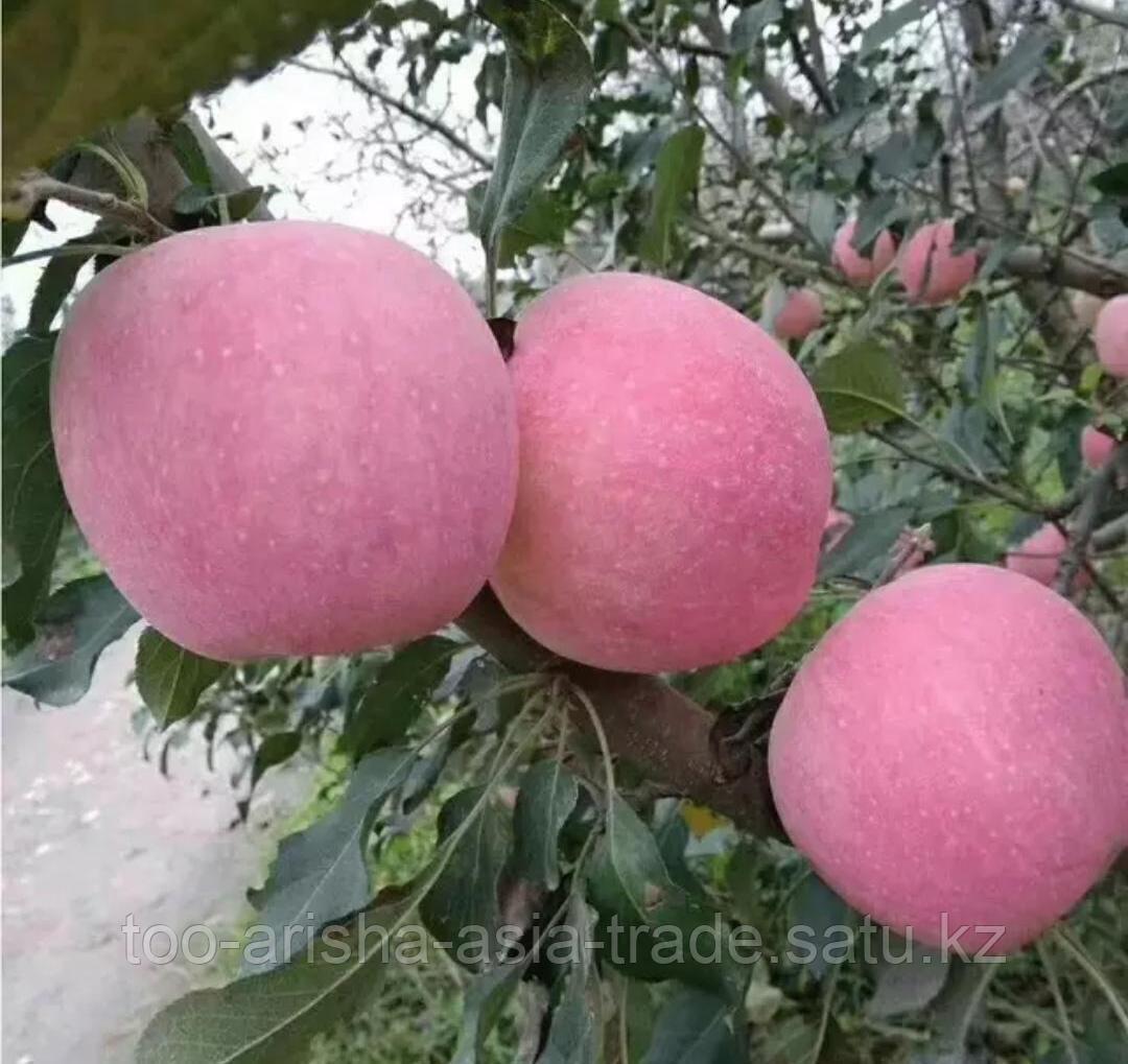 Саженец яблони "Розовое" Китай