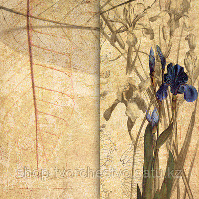 Скрапбумага "Ботанический атлас" тюльпан, двухсторонняя - фото 1 - id-p94536106