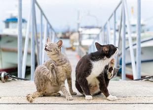 Средства от блох, клещей и др. насекомых для кошек