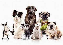 Товары для собак