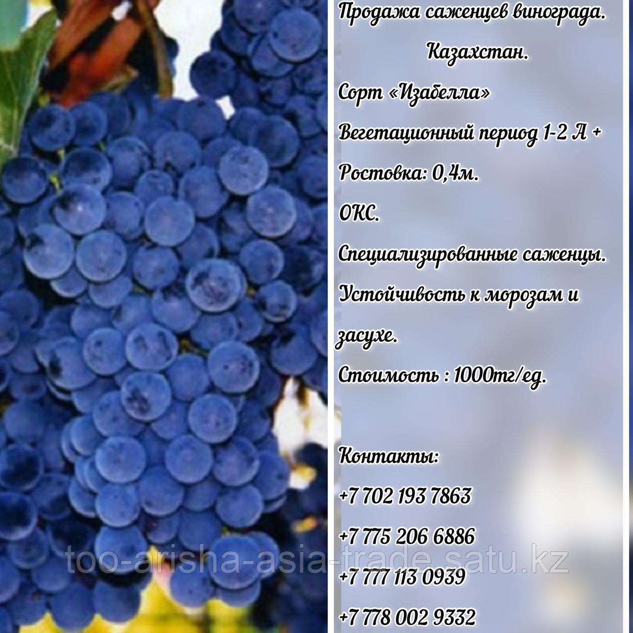 Саженец виноград "Изабелла" Казахстан