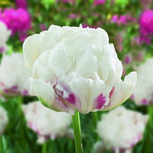 Луковицы махрового тюльпана "Айс Уандер"