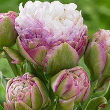 Луковицы махрового тюльпана "Пегги Уандер"