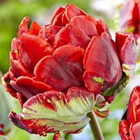Луковицы махрового тюльпана "Рококо Дабл"