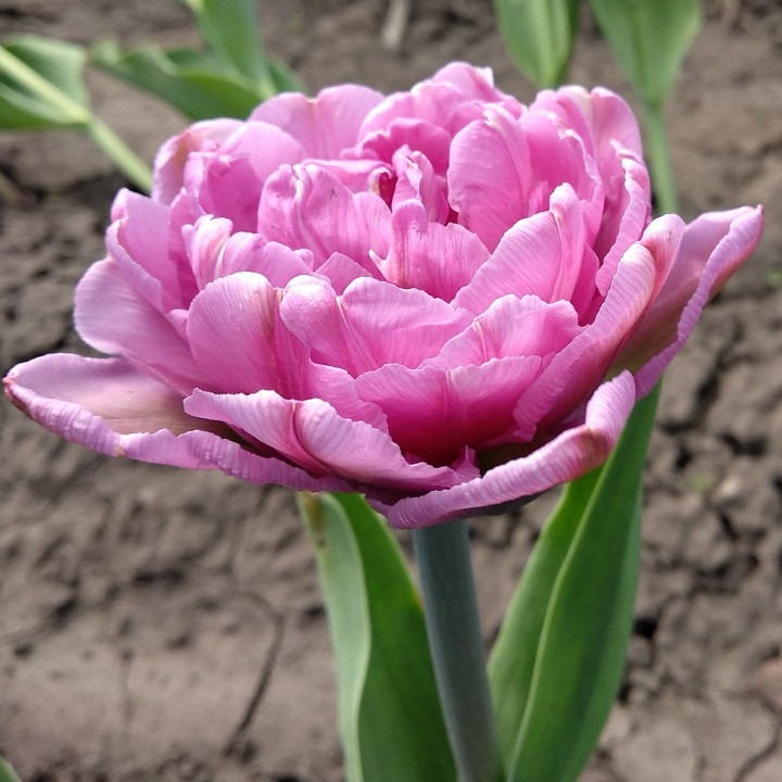Луковицы махрового тюльпана "Бритт" - фото 1 - id-p94697014