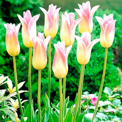 Луковицы тюльпана лилиецветного "Элегант Леди" - фото 1 - id-p94697030