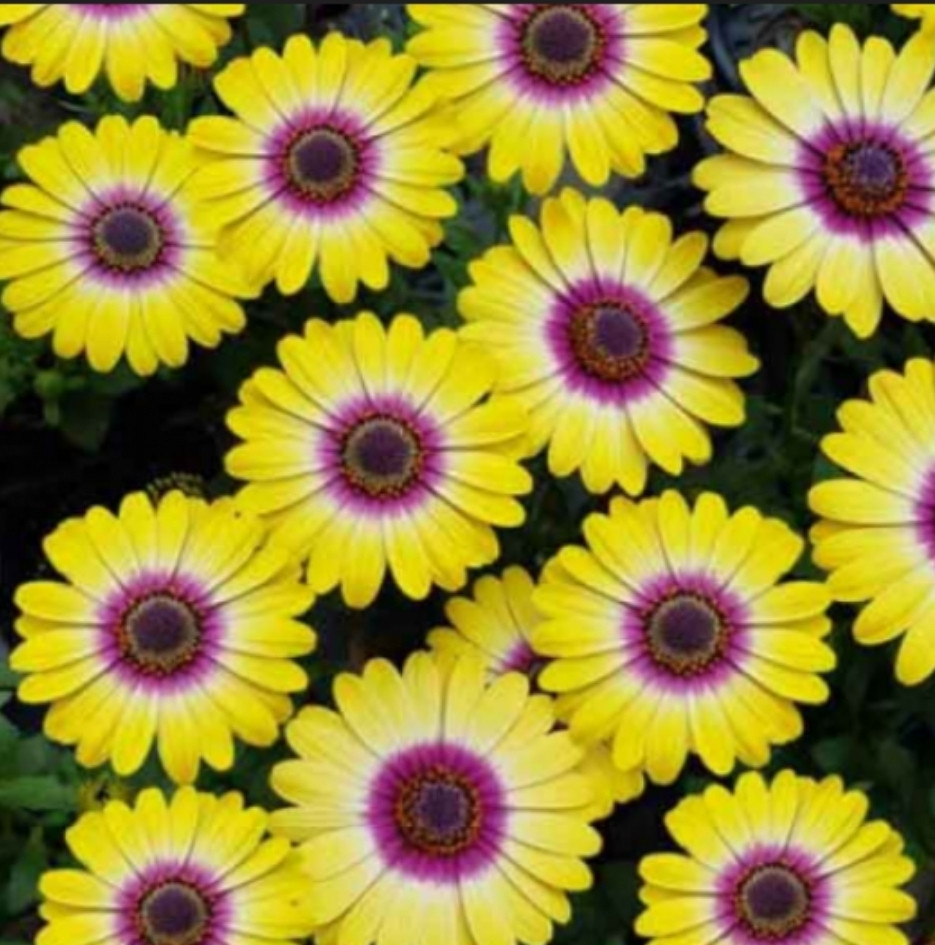 Flower Power Tropic Sun №614 / подрощенное растение