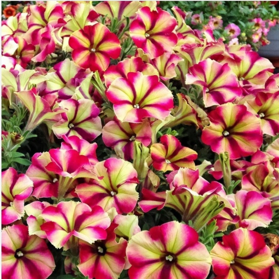 Crazytunia Razzmatazz №563 / подрощенное растение