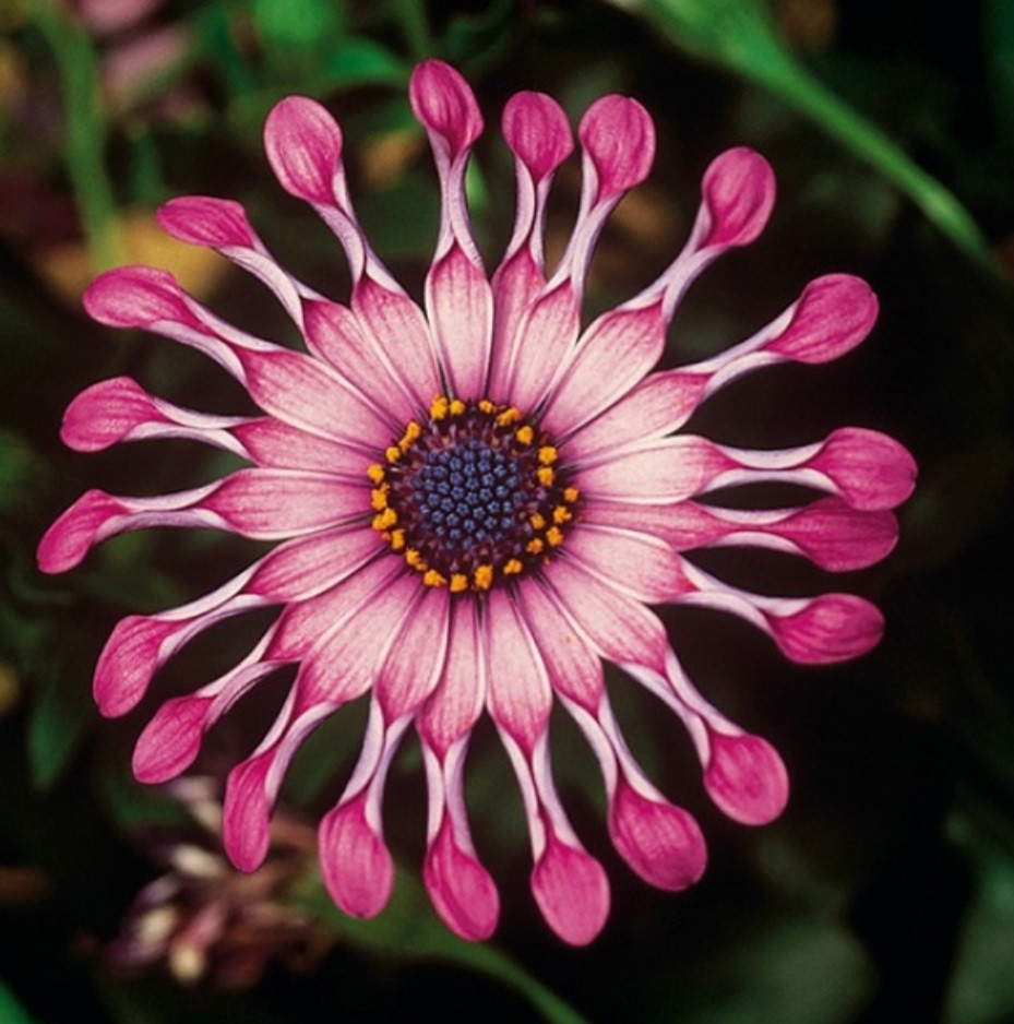 Flower Power Spider Pink №609/ укор.черенок