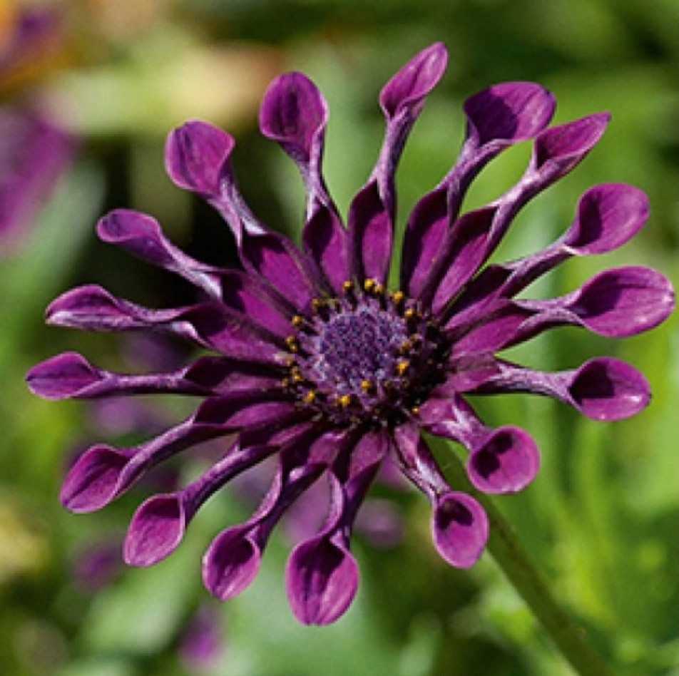 Flower Power Spider Purple №615