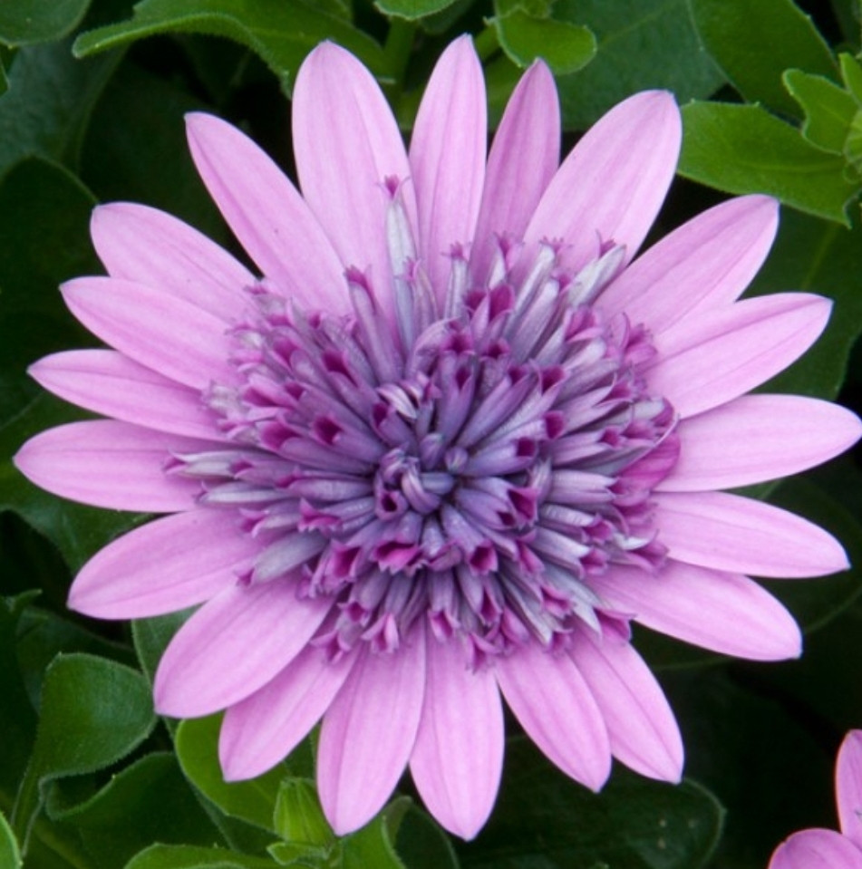 3D Pink №617/ подрощенное растение
