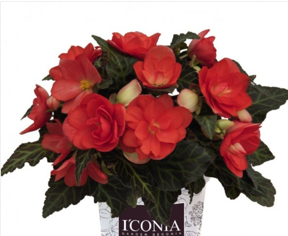 Iconia Miss Malibu №331/ подрощенное растение