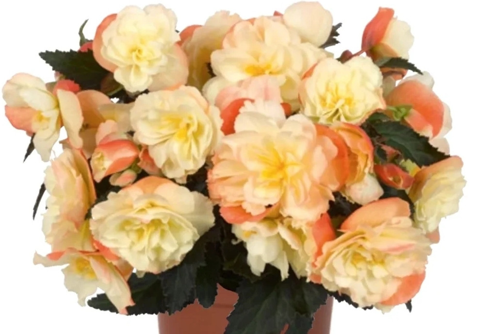 Iconia Peach №335/ подрощенное растение