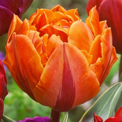 Луковицы тюльпана махрового "Оранж Принцесс".
