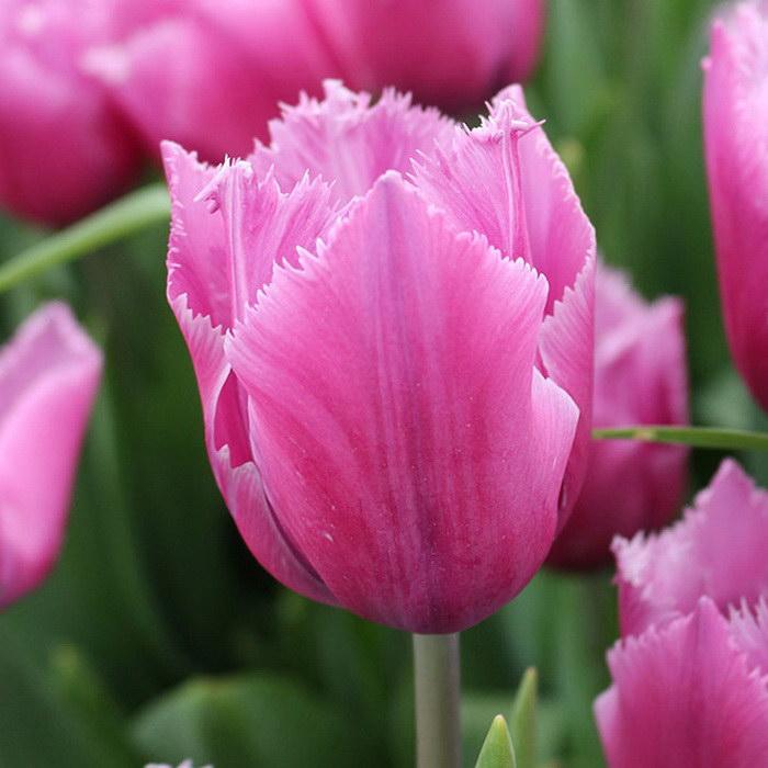Луковицы тюльпана бахромчатого "Лувр". - фото 1 - id-p94742515