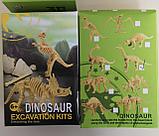 Раскопки динозавра, скелет динозавра, фото 2