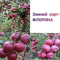 Саженец яблони Флорина (зимний сорт)