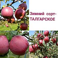 Саженец яблони Талгарское (зимний сорт)
