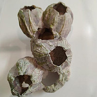 Барнакл средний (15*8*10)
