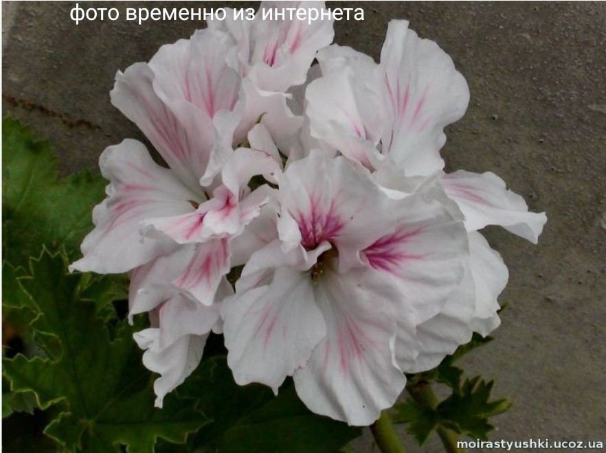 Fleur d'Amore / укор.черенок