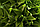 Искусственный самшит, шар (крупные листья) без кашпо, D30 см, фото 2