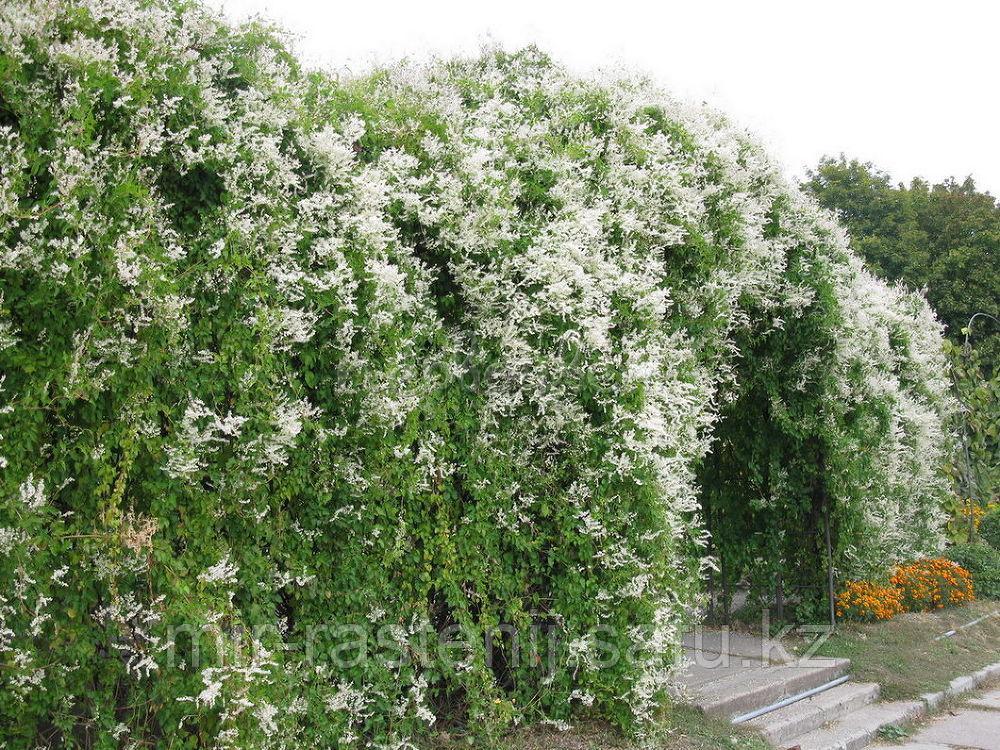 Горец бульджуанский (Fallopia baldschuanica ) - фото 1 - id-p75692810