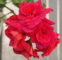 Плющелистная пеларгония Bernardo/укорененный черенок.