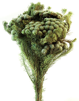 Бруния Альбифлора (зеленый серый)