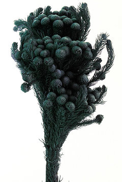Бруния Альбифлора (черный)