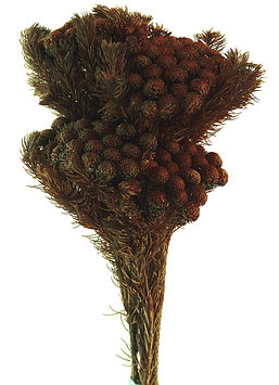 Бруния Альбифлора (коричневый)
